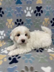 Available Puppies | B&LPets