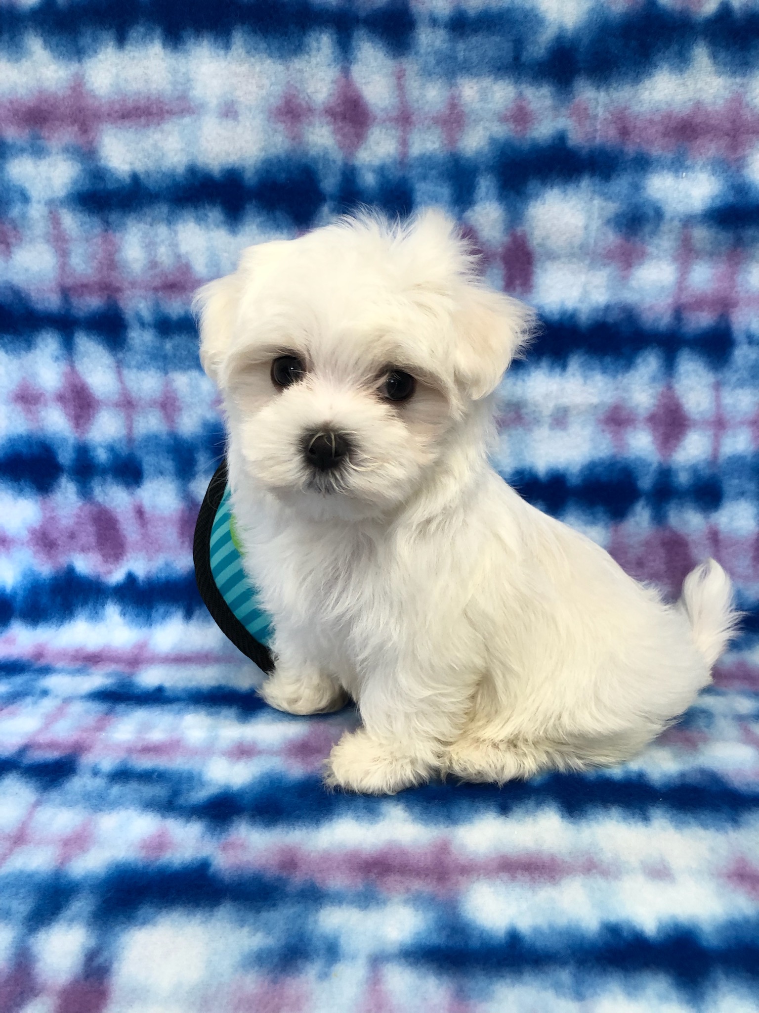 Available Puppies | B&LPets