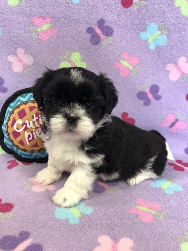 Available Puppies | B&LPets