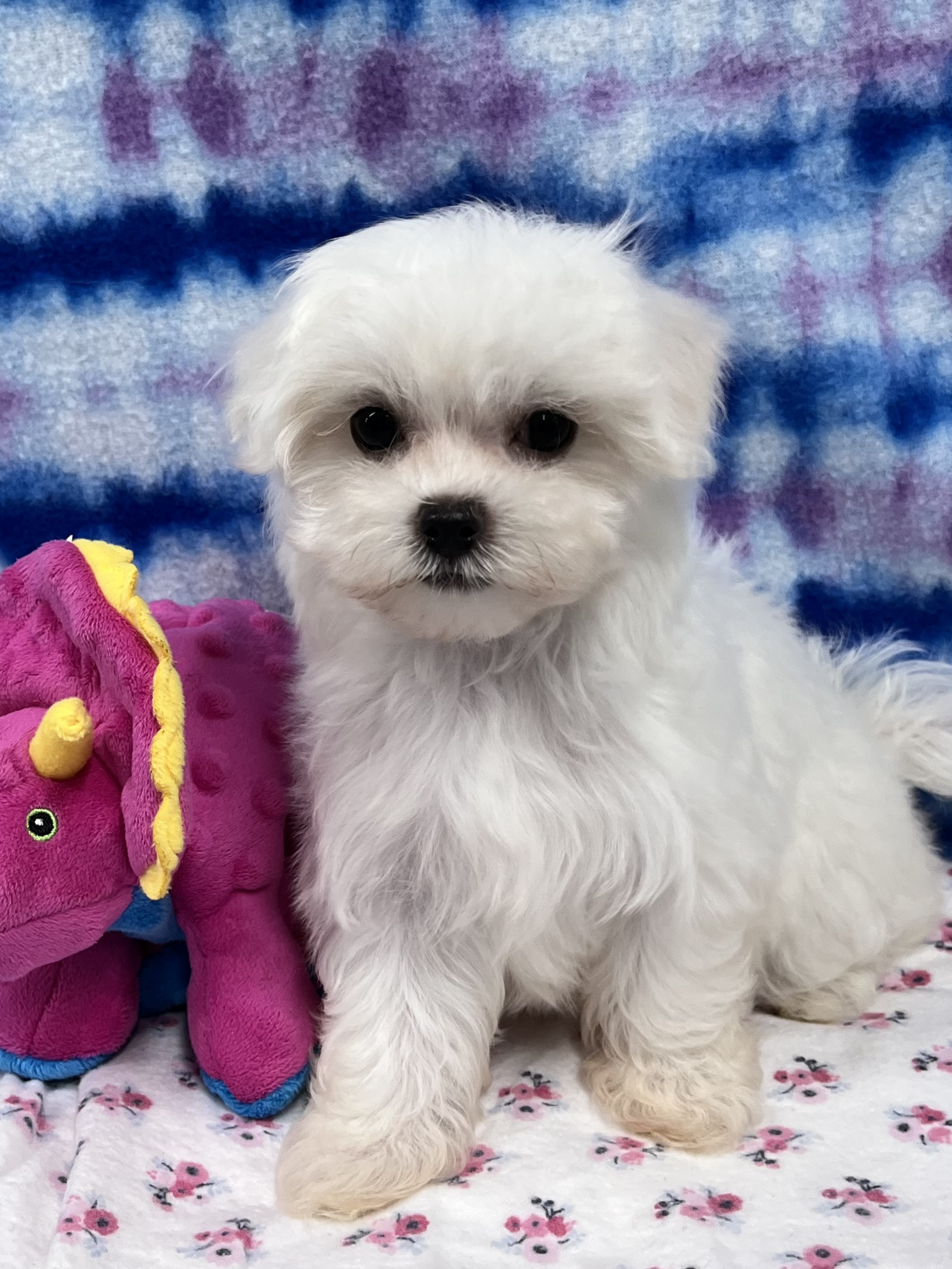 Available Puppies | B&LPets