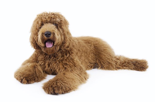 Labradoodle Dog Breed Health, Temperament, Training, Feeding and Puppies - PetGuide