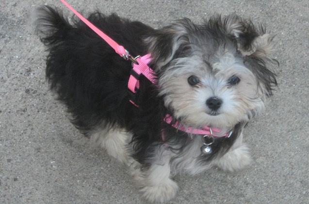 Morkie Dog Breed Health, Training, Feeding, Puppies and Temperament - PetGuide
