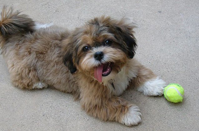 Shih-Poo Dog Breed Health, Temperament, Grooming, Feeding and Puppies - PetGuide