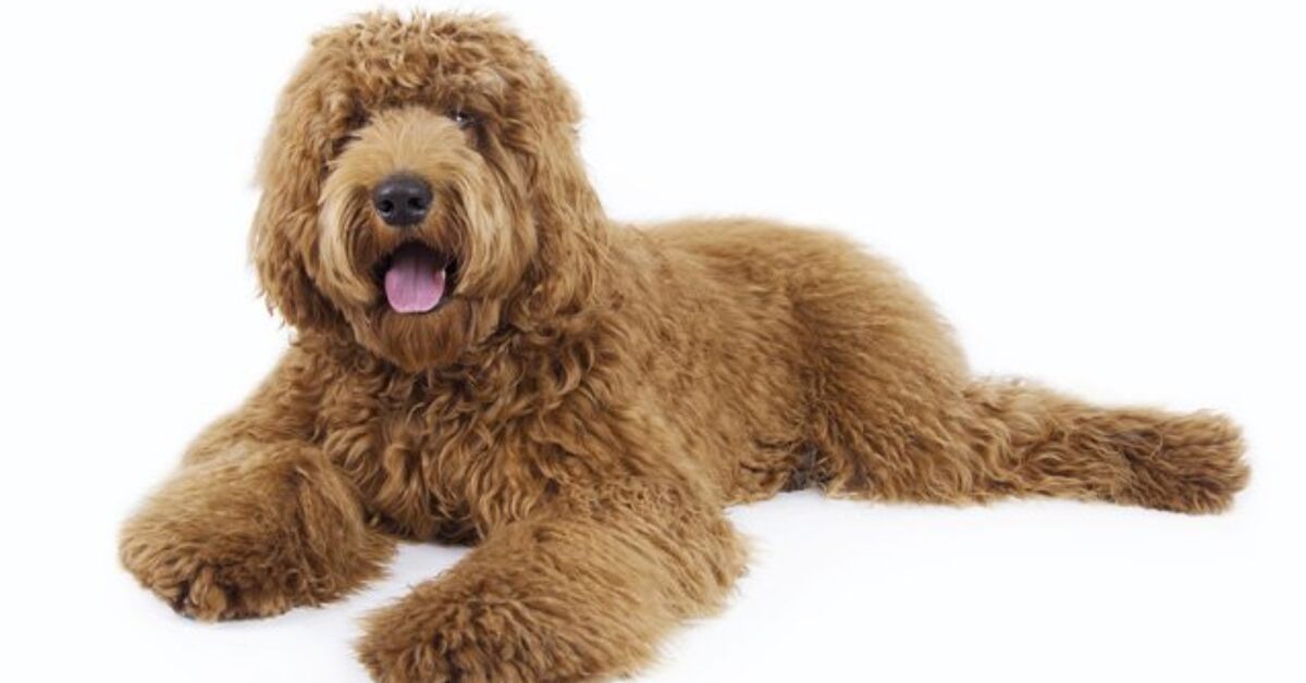Labradoodle Dog Breed Health, Temperament, Training, Feeding and Puppies - PetGuide