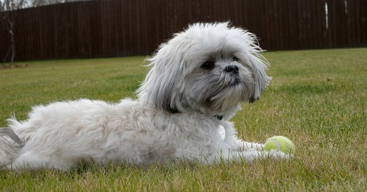 Mal-Shi Dog Breed Health, Training, Feeding, Temperament and Puppies - PetGuide