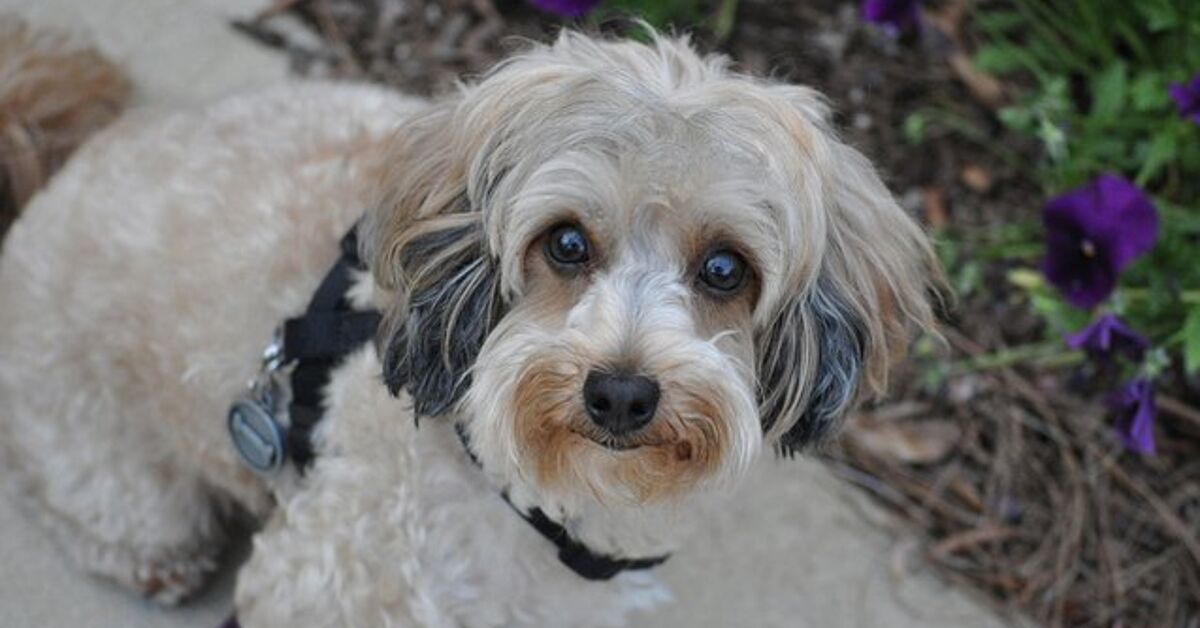 Maltipoo Dog Breed Health, Training, Feeding, Puppies and Temperament - PetGuide