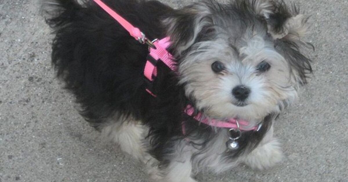 Morkie Dog Breed Health, Training, Feeding, Puppies and Temperament - PetGuide