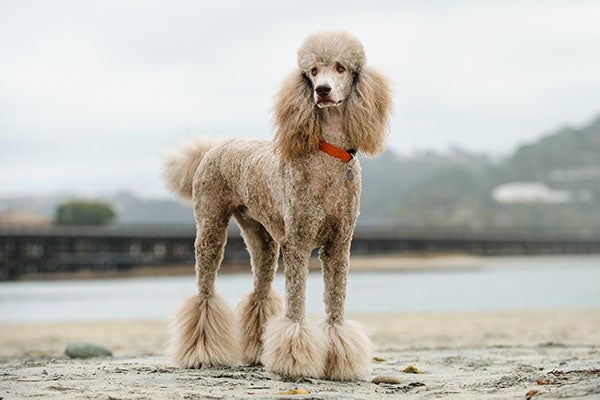 Poodle (Standard)