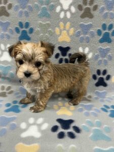 MEET CHIP.  
He is $1200.